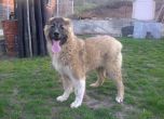 Кучета на общинска съветничка убиха пинчер в Мездра