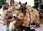 Китай забрани продажбата на кучешко месо... на фестивала на кучешкото месо