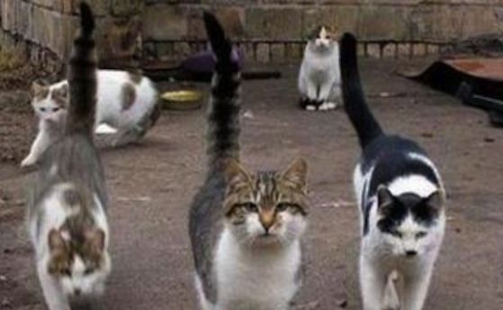 Котки бяха отровени с антифриз в Бургас