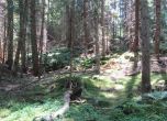 Агенцията по горите с притеснителна новина: Изсъхват над 10 000 хектара изкуствени гори