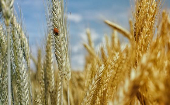 България очаква най-добрата пшенична реколта от десетилетия