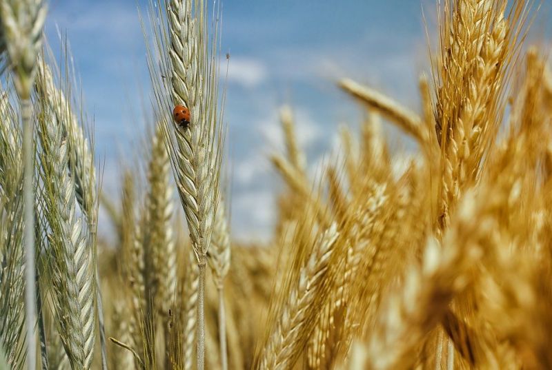 Очаква се реколтата от пшеница тази година да бъде с