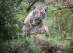 Изключително рядък "блед" тигър бе заснет в Южна Индия