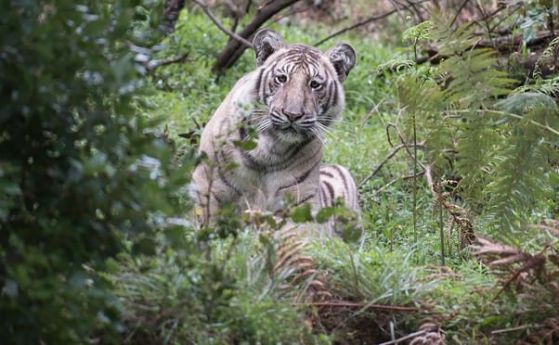 Изключително рядък "блед" тигър бе заснет в Южна Индия