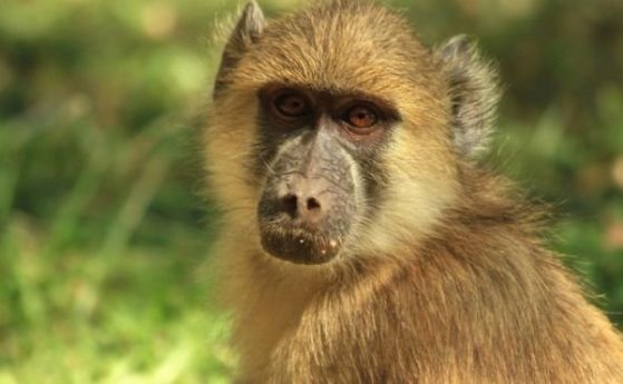 Любопитен бабуин реши да се качи върху електростанция в Замбия