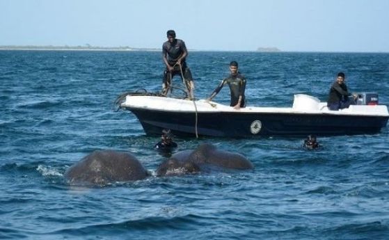 Спасиха двe слончета, завлечени в морето край Шри Ланка (видео)