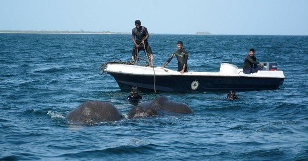 Два диви слона, завлечени навътре в морето, бяха спасени от