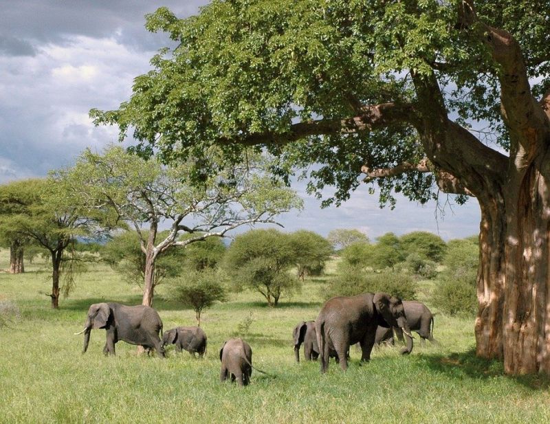 500 слона в африканската държава Малави бяха преместени в нов резерват