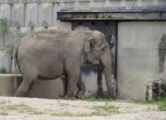 Който иска да къпе слон - в Столичния зоопарк през август