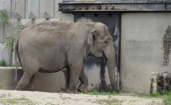 Който иска да къпе слон - в Столичния зоопарк през август