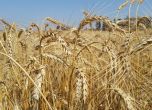 6 милиона тона пшеница - рекордна реколта за България