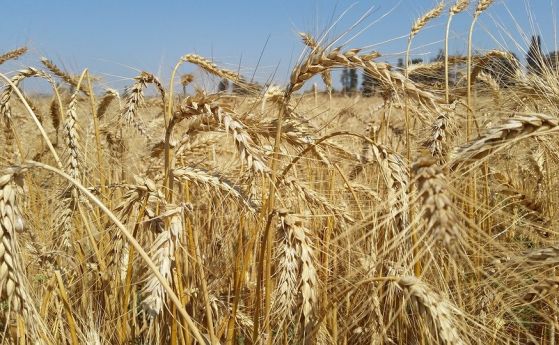 Тазгодишната реколта от пшеница ще бъде рекордна Количеството по предварителни