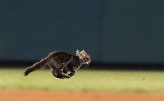 Малко коте прекрати за кратко мача от Мейджър лигата по