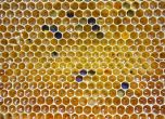 Медът поскъпва с 20% заради измирането на пчелите