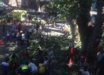 Паднало дърво уби 11 души и рани 35 на остров Мадейра (видео)