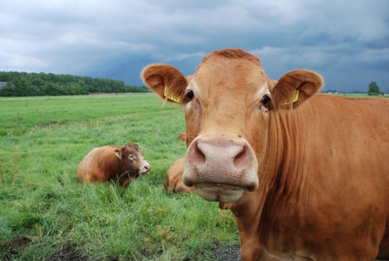 Ямболски фермери се оплакаха, че кравите им са се отровили