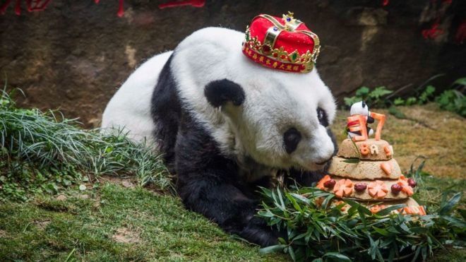 Най-старата голяма панда в света почина в югоизточния китайски град Фуджоу,