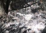 Дървета горяха в Борисовата градина, съмняват се в умишлен палеж