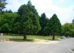 Засаждат 1500 дървета в София, столицата ще има и нова гора