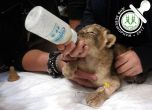 Лъвове в зоопарка в Разград стъпкаха новородените си, подплашени от панаир