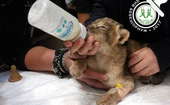 Лъвове в зоопарка в Разград стъпкаха новородените си, подплашени от панаир