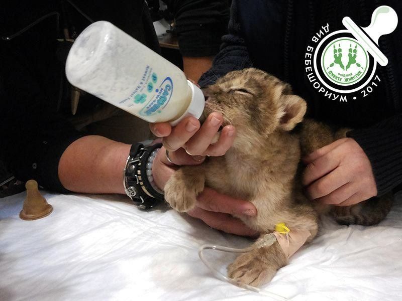 Новородени лъвчета в зоопарка в Разград са били стъпкани от