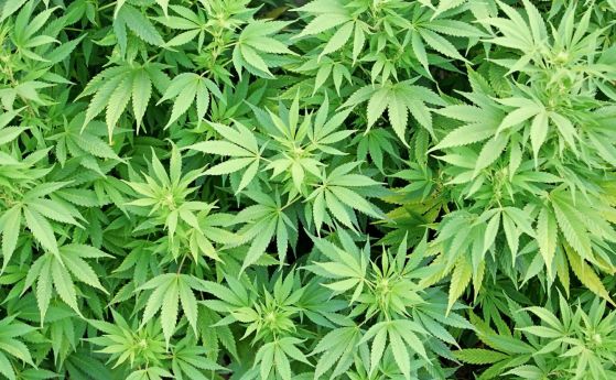 Служители от Районно управление Карнобат са се натъкнали на грижовно