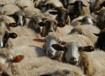 Овцевъд с кожен антракс в Разград