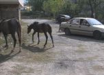 В София - кучета, в Дупница - улични коне
