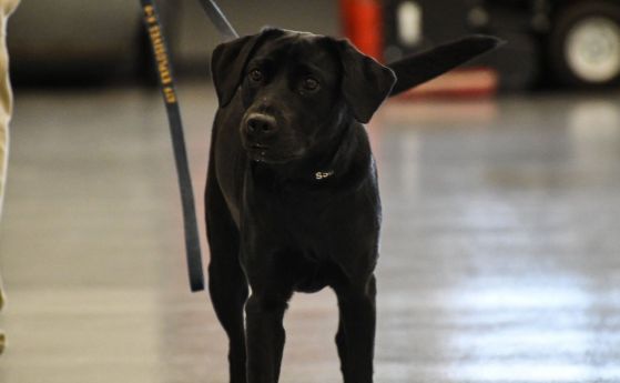 Лулу - кучето на ЦРУ, което не надушва експлозиви