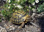Когато всеки си върши работата: Спасяването на една шипоопашата костенурка