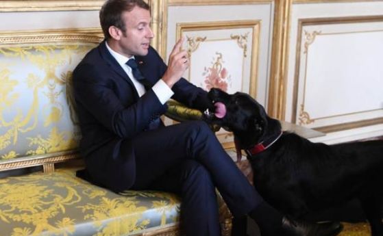 Кучето на Макрон се изпишка в зала на Елисейския дворец посред среща на държавници (видео)