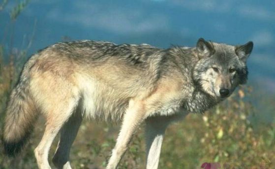 БАБХ ще ваксинира вълци и лисици