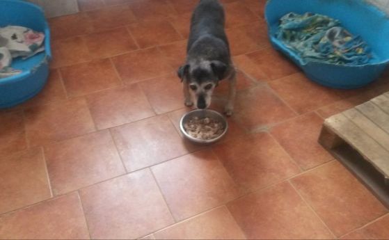 Бездомните кучета в Слатина минават на диета, канис терапия за деца в приюта