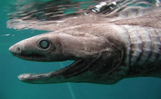 Уловиха акула от времето на динозаврите край Португалия
