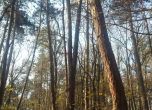 Секат сухи и наклонени дървета до алеите в Борисовата, табели пазят от опасните