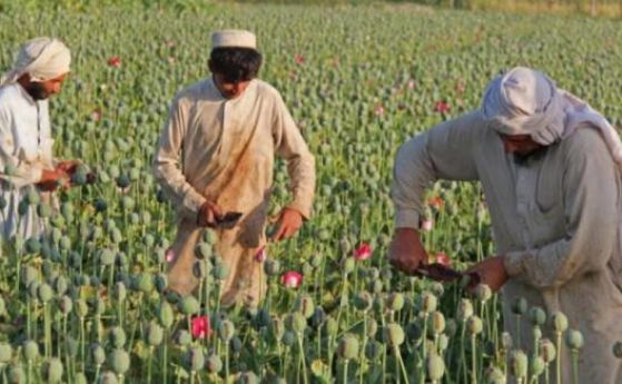Посевните площи с опиумен мак в Афганистан през 2017 г