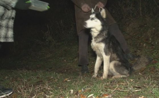 Пещерняци спасиха куче, бедствало три дни в пропаст