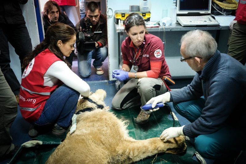 Един от лъвовете от зоопарка в Разград постъпи за лечение