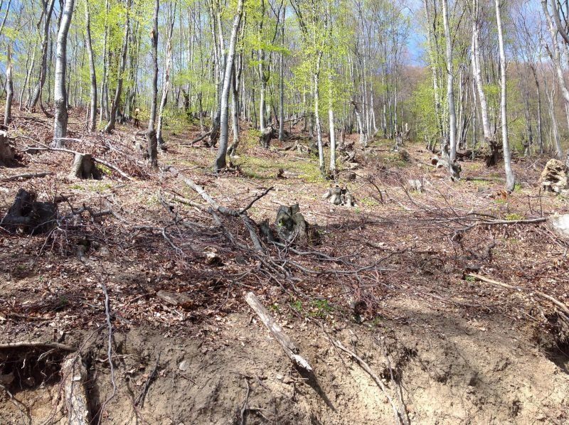 546 броя незаконно отсечени дървета откриха проверяващи от агенцията по