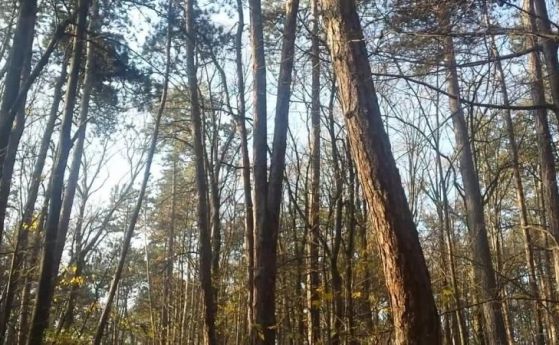 Премахване на сухи и опасно наклонени дървета  разположени до 25 м