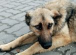 Правителството преброи 25 861 бездомни кучета в страната