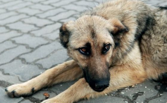 Правителството преброи 25 861 бездомни кучета в страната