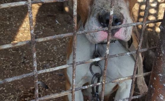Питбулът Цезар който уби тригодишно дете в пазарджишото село Мокрище