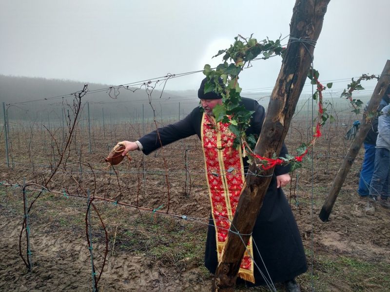 Никополското село Любеново отпразнува днес по традиция празника Трифон Зарезан