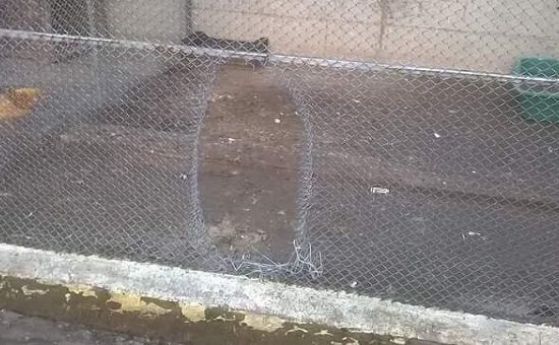 Пернишки полицаи откриха 10 гълъба и заек, откраднати от зоокът (видео)