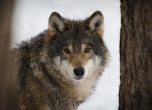 Франция с план за защита на вълците
