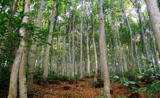 Вековните букови гори в Централен Балкан стават част световното наследство на ЮНЕСКО