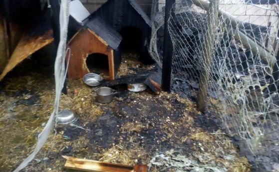 Запалиха кучкарник във Варна, две животни пострадаха