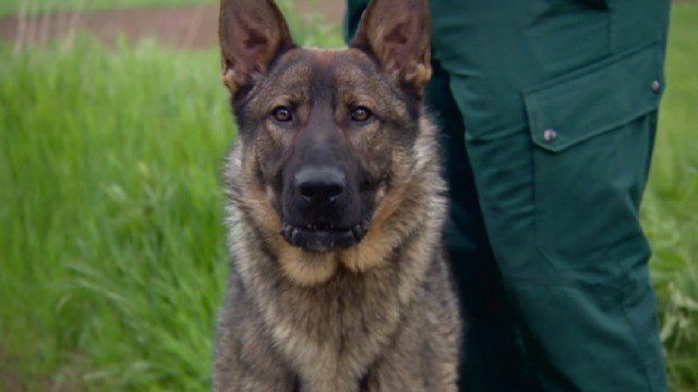 МВР възложи доставката на служебни кучета за нуждите по охраната